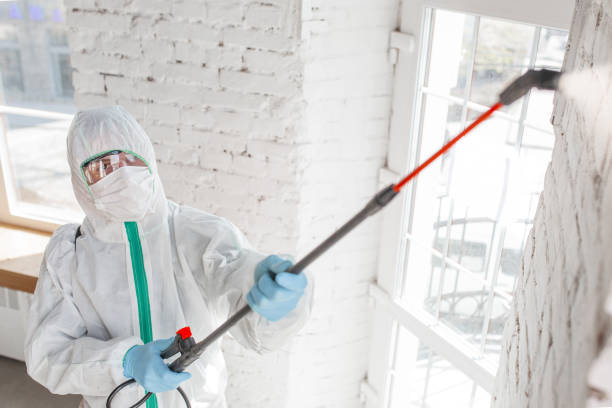 Best Real Estate Mold Inspection  in Vamo, FL