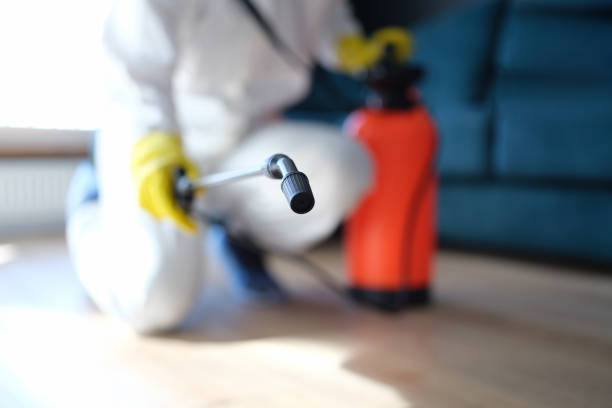 Best Emergency Mold Remediation  in Vamo, FL