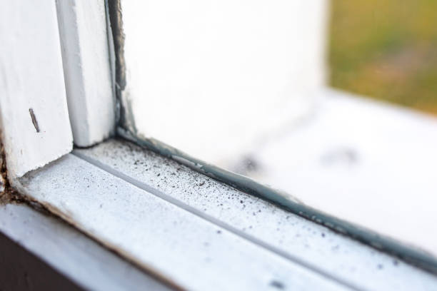 Best Mold Prevention Services  in Vamo, FL