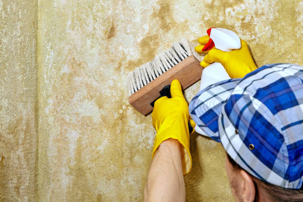 Best Water Damage & Mold Remediation  in Vamo, FL