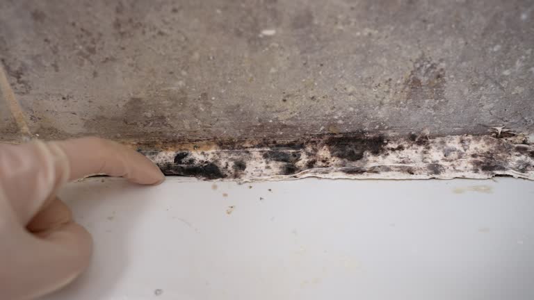 Best Residential Mold Inspection & Testing  in Vamo, FL