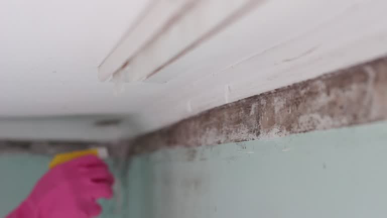Best Mold Remediation for Healthcare Facilities  in Vamo, FL