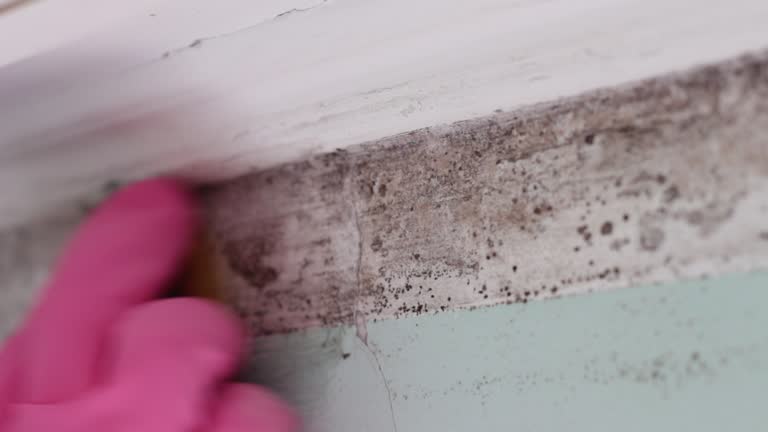 Vamo, FL Mold Removal Company